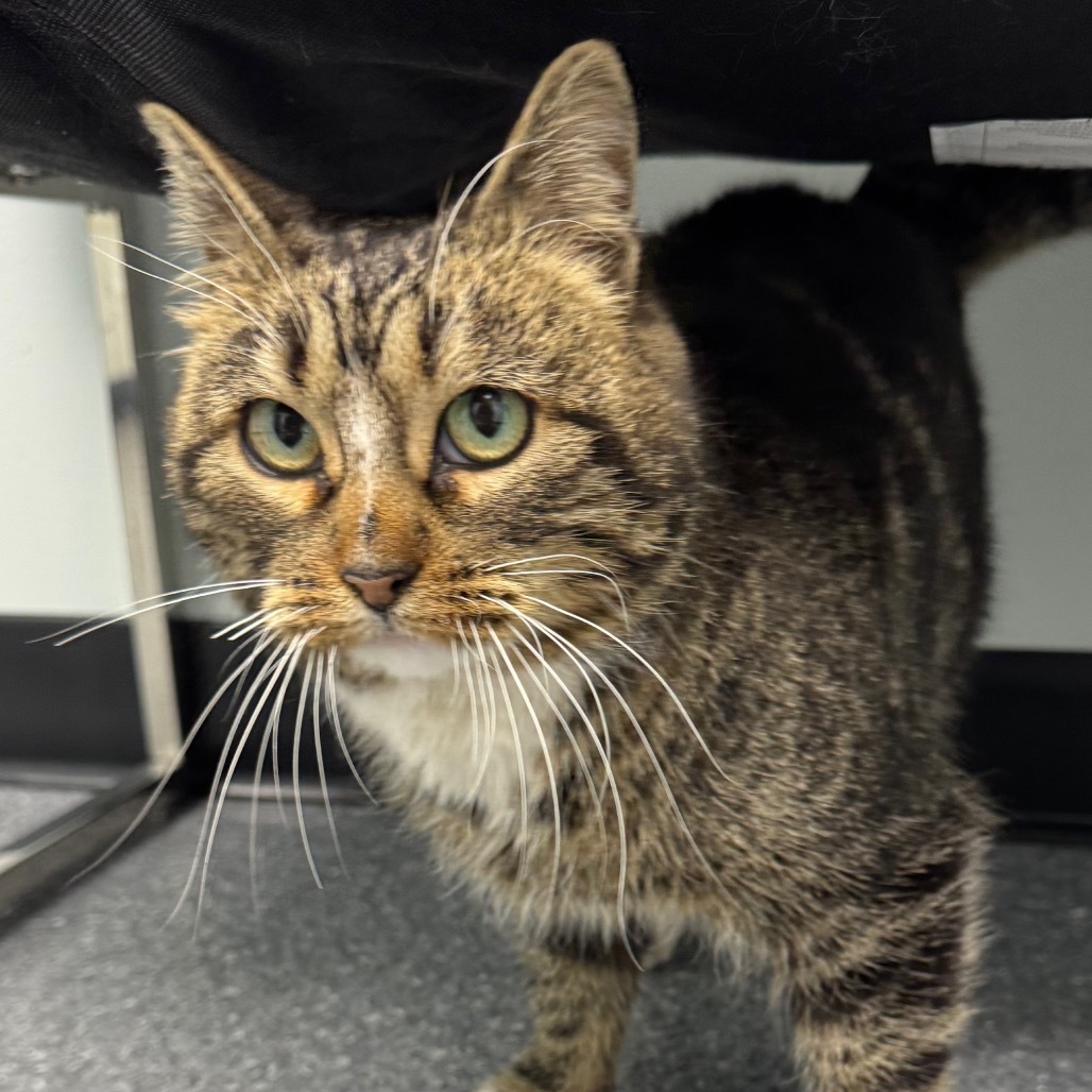 Brookie, an adoptable Domestic Short Hair in Zimmerman, MN, 55398 | Photo Image 2