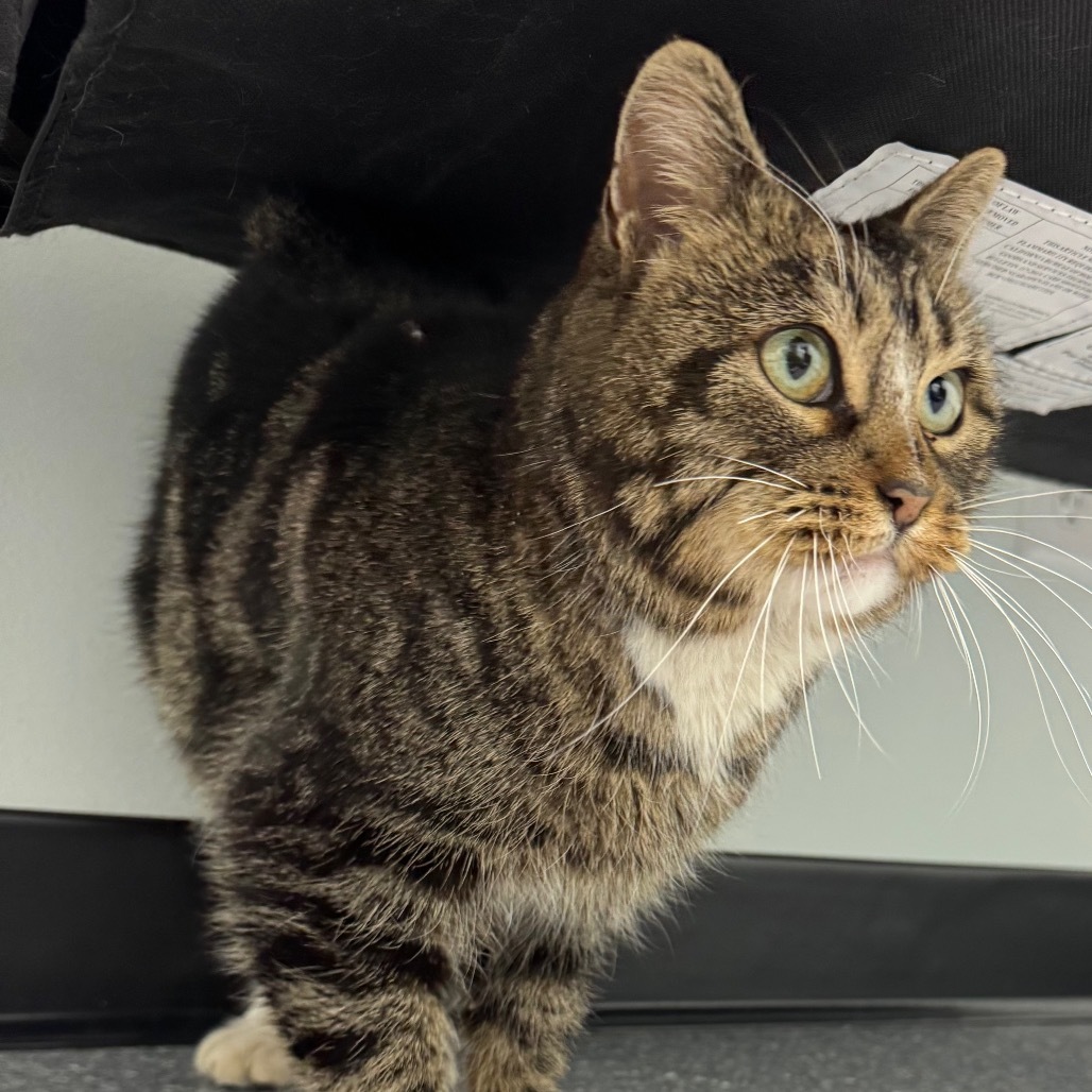 Brookie, an adoptable Domestic Short Hair in Zimmerman, MN, 55398 | Photo Image 3