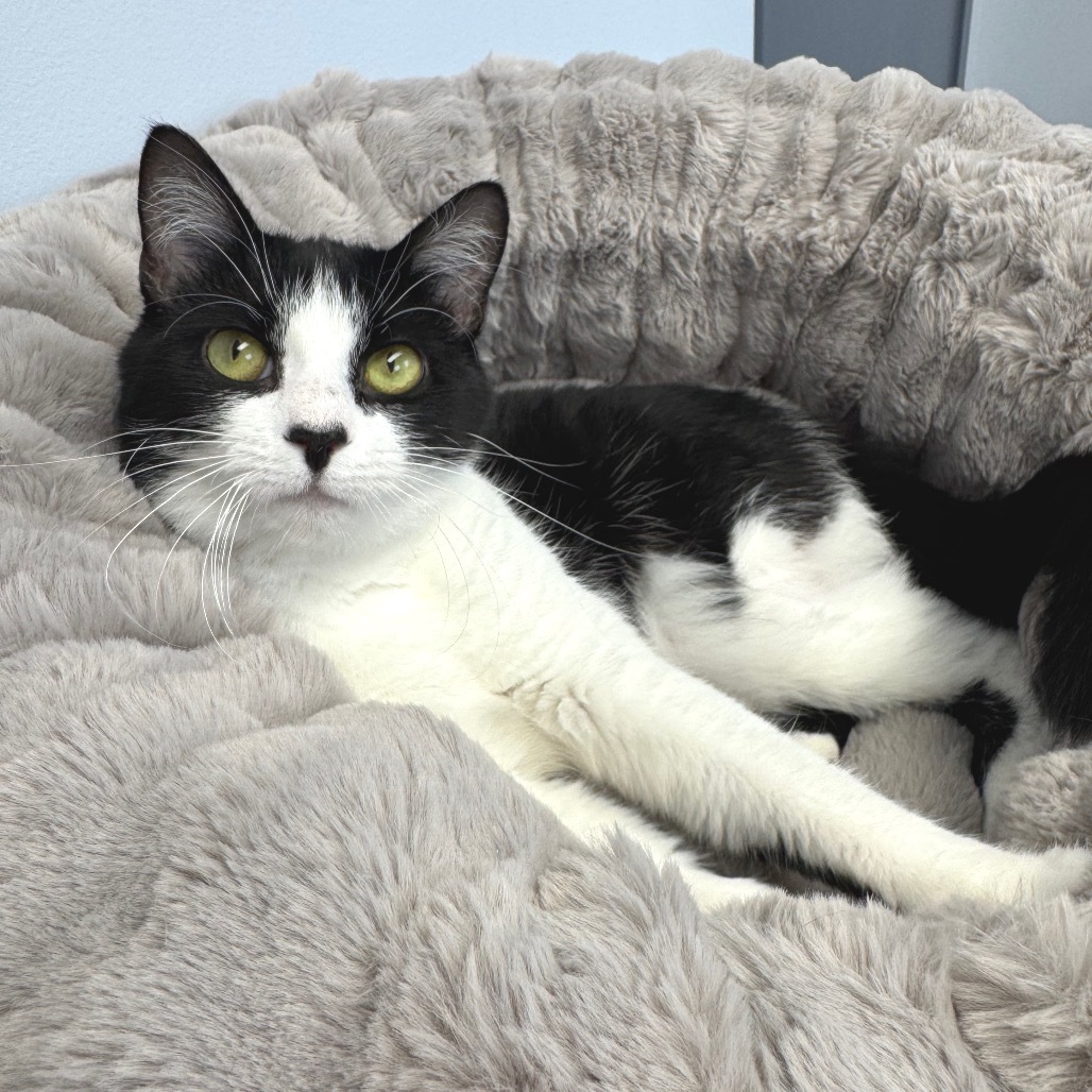 Milkshake, an adoptable Domestic Short Hair in Zimmerman, MN, 55398 | Photo Image 1