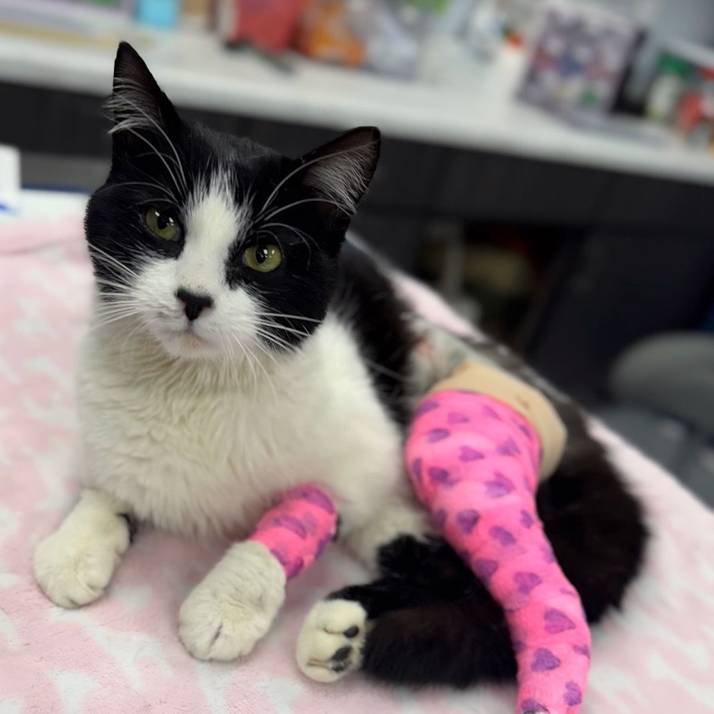 Milkshake, an adoptable Domestic Short Hair in Zimmerman, MN, 55398 | Photo Image 2