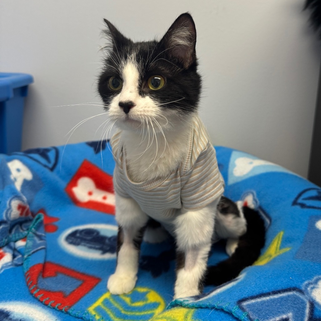 Milkshake, an adoptable Domestic Short Hair in Zimmerman, MN, 55398 | Photo Image 3