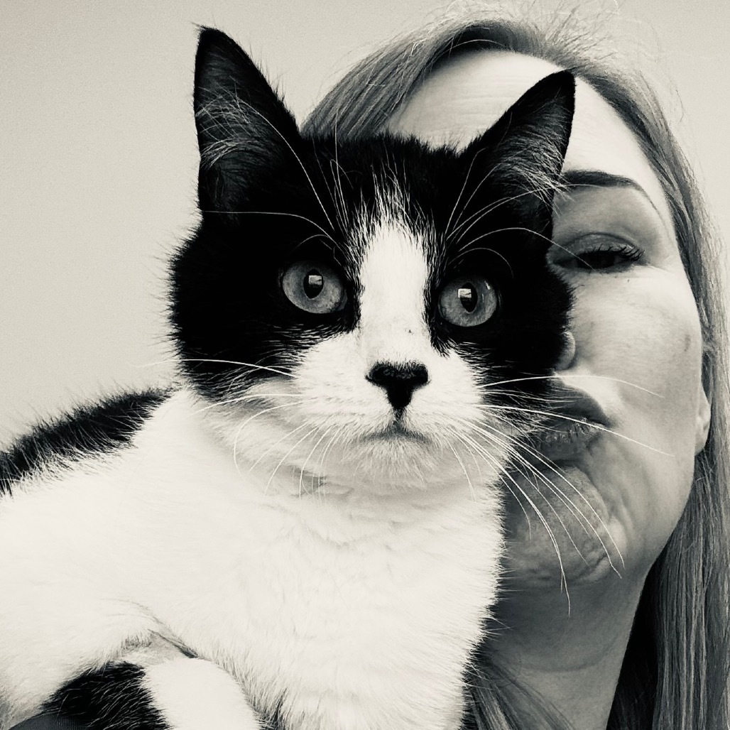 Milkshake, an adoptable Domestic Short Hair in Zimmerman, MN, 55398 | Photo Image 4