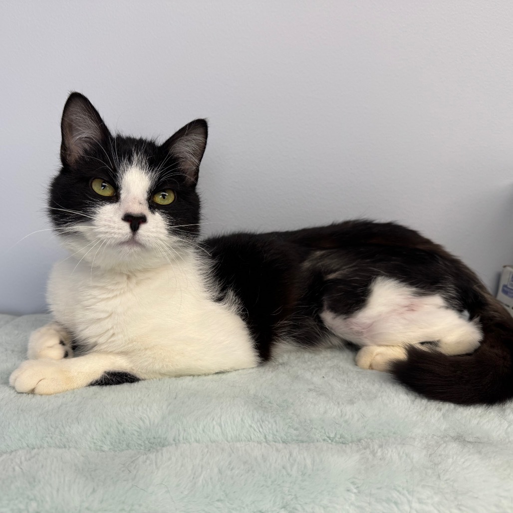 Milkshake, an adoptable Domestic Short Hair in Zimmerman, MN, 55398 | Photo Image 5