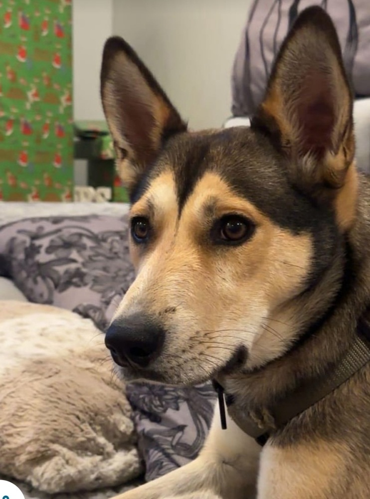 Nala