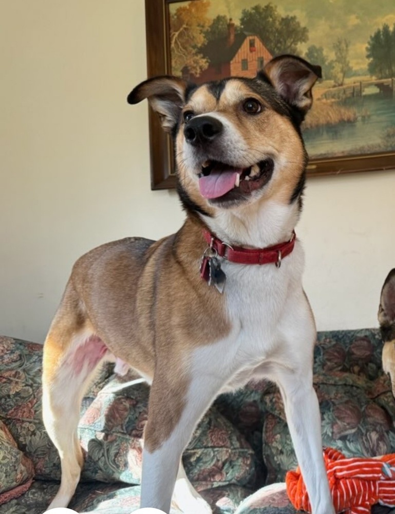 Nala