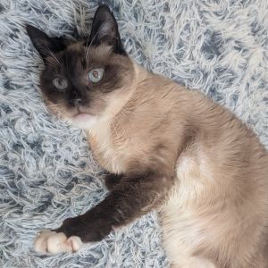 Mocha is a resilient affectionate sweetheart with a purr that doesnt quit Saved from the streets 
