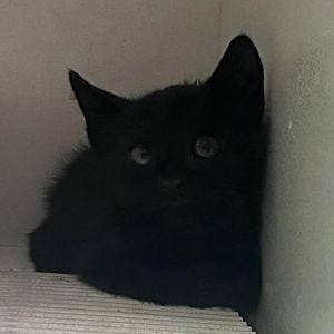 Pepper, Adult Male unknown