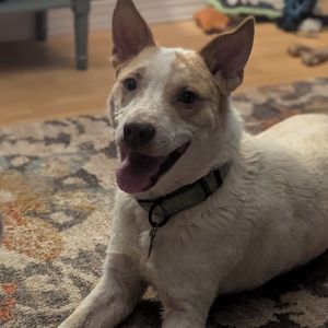 Rex