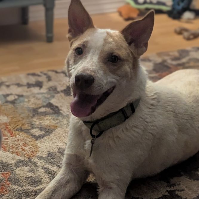 Rex