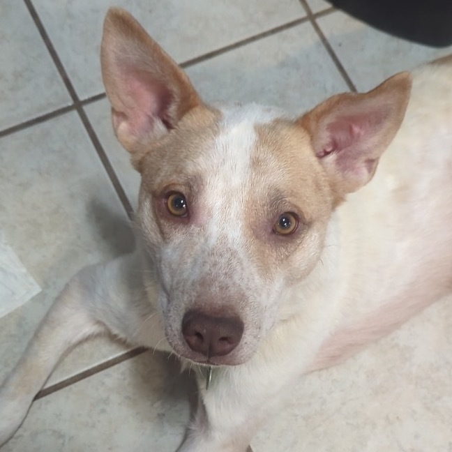 Rex, an adoptable Mixed Breed in Luverne, MN, 56156 | Photo Image 1