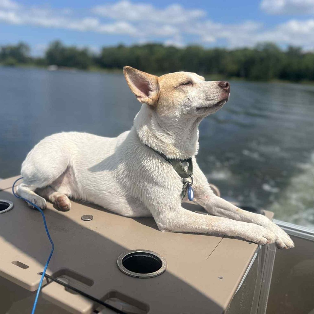 Rex, an adoptable Mixed Breed in Luverne, MN, 56156 | Photo Image 1