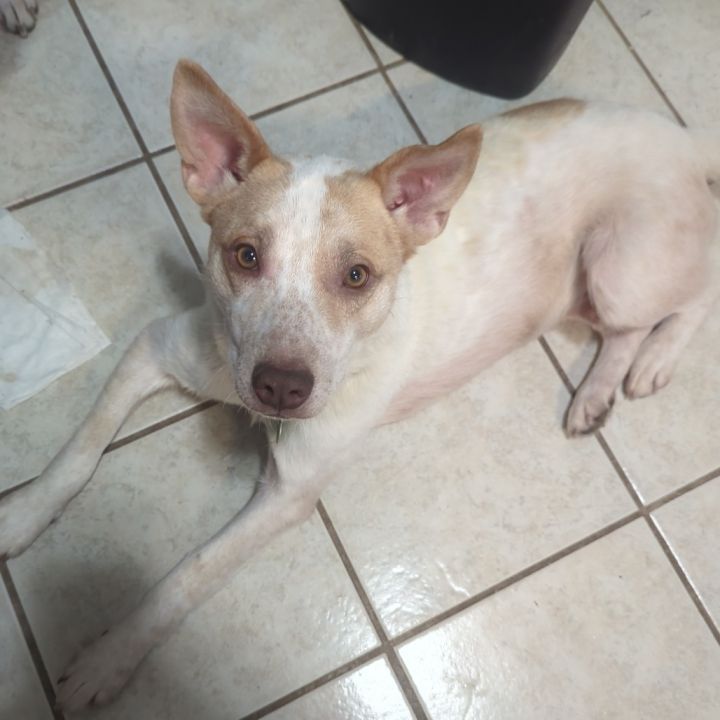Rex 2