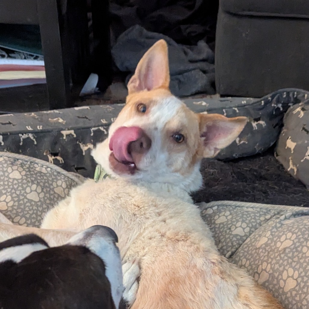 Rex, an adoptable Mixed Breed in Luverne, MN, 56156 | Photo Image 2