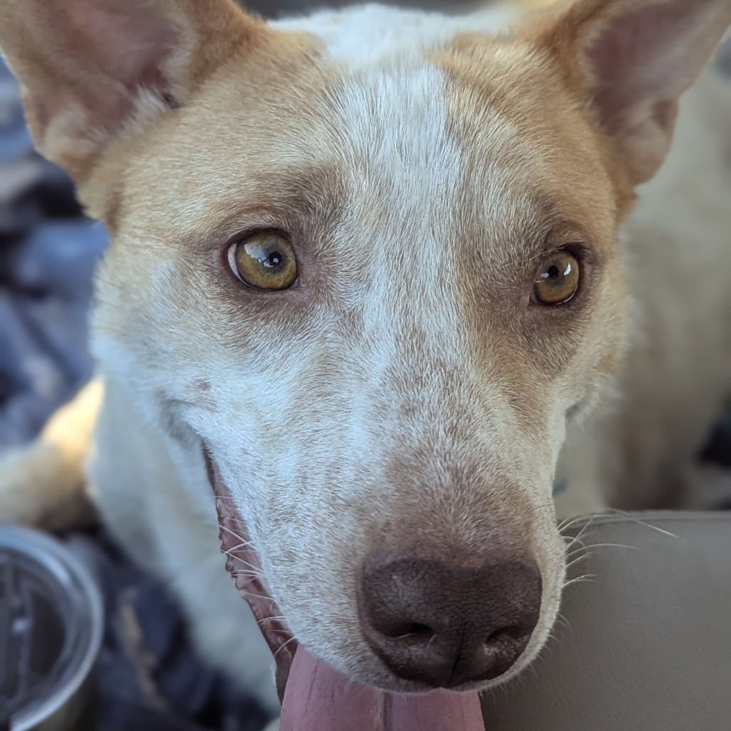 Rex, an adoptable Mixed Breed in Luverne, MN, 56156 | Photo Image 3