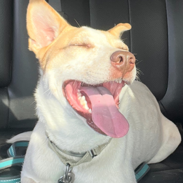 Rex, an adoptable Mixed Breed in Luverne, MN, 56156 | Photo Image 5