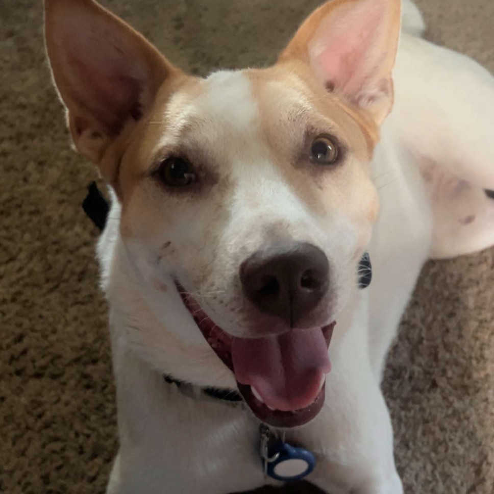 Rex, an adoptable Mixed Breed in Luverne, MN, 56156 | Photo Image 6