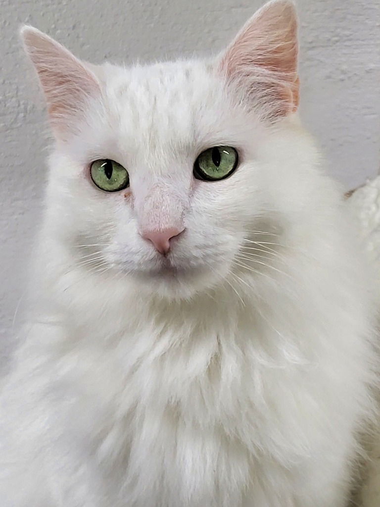 Aspen