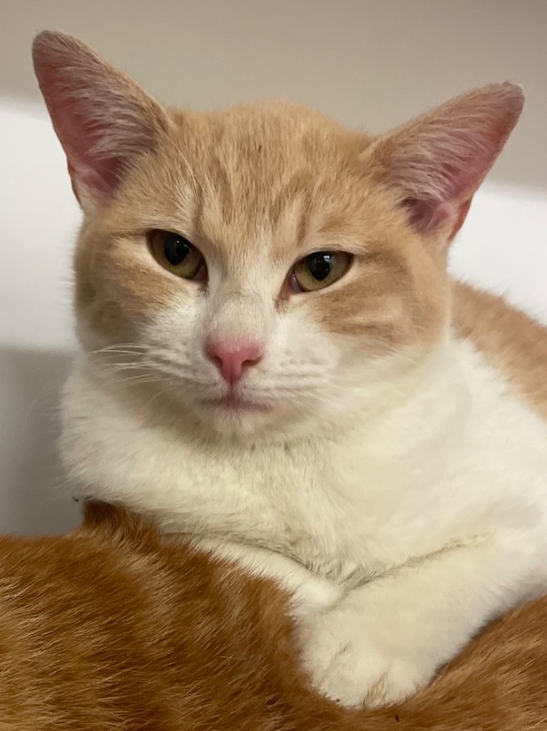 Creamsicle