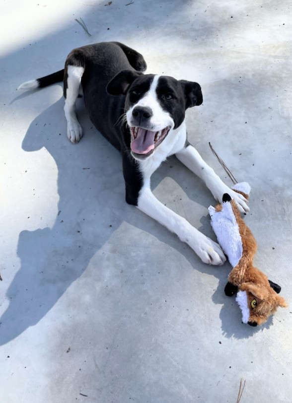 Havana - Holy cow I'm cute!
