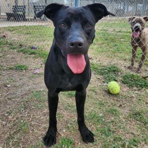 Heddy, Adult Female Black Labrador Retriever