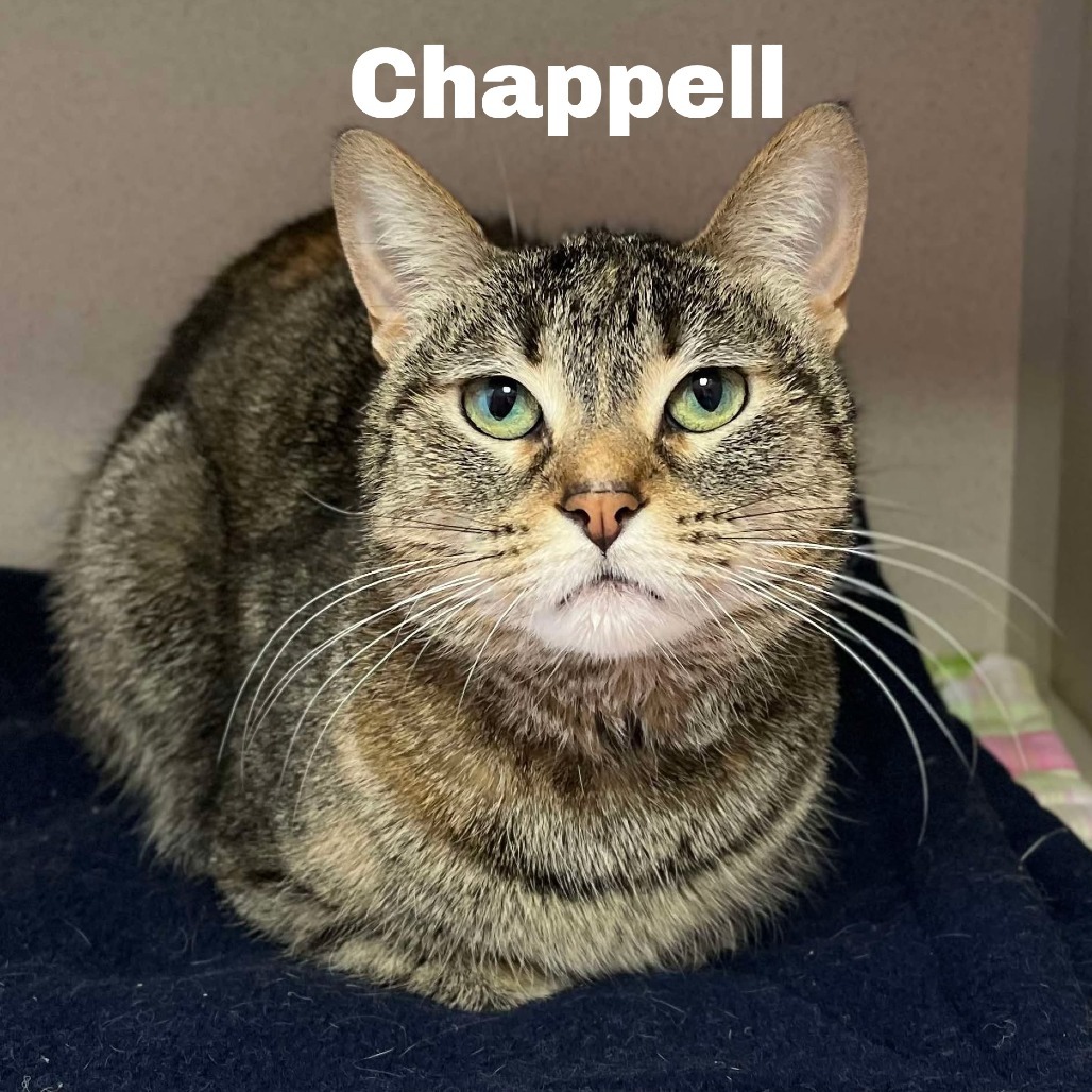 Chappell 250101, an adoptable Domestic Short Hair in Escanaba, MI, 49829 | Photo Image 1
