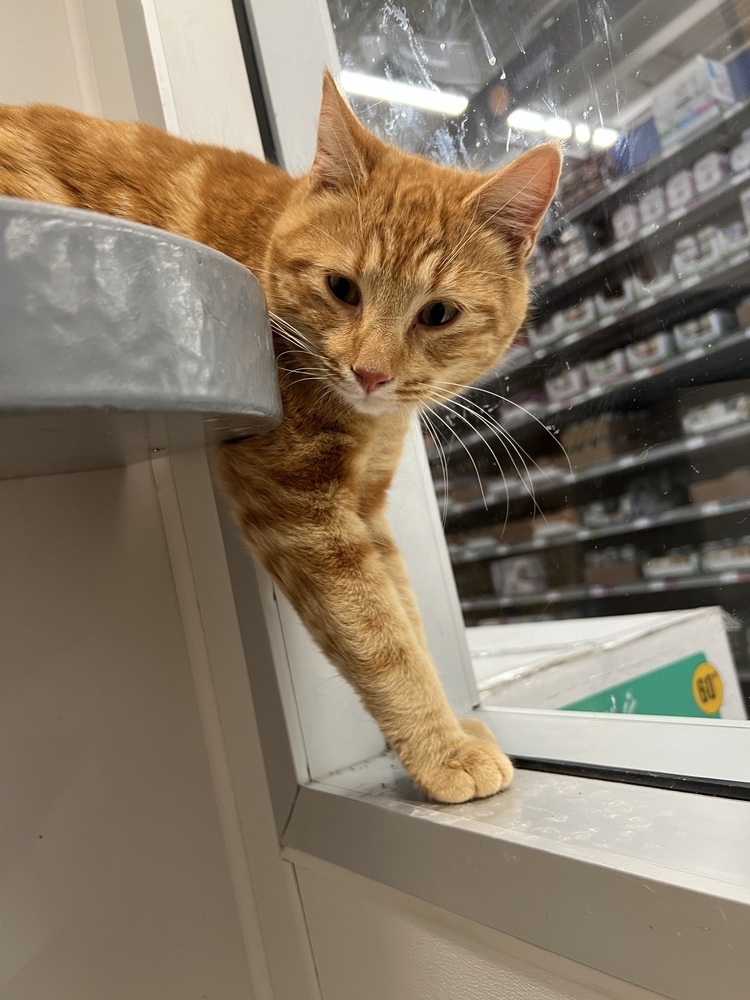 OJ, an adoptable Domestic Short Hair in Lafayette, CO, 80026 | Photo Image 1