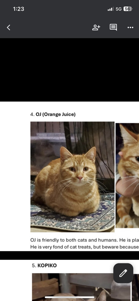 OJ, an adoptable Domestic Short Hair in Lafayette, CO, 80026 | Photo Image 2