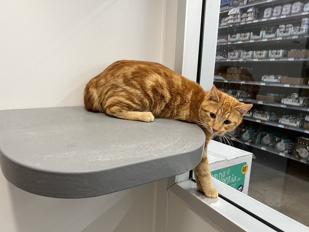 OJ, an adoptable Domestic Short Hair in Lafayette, CO, 80026 | Photo Image 3