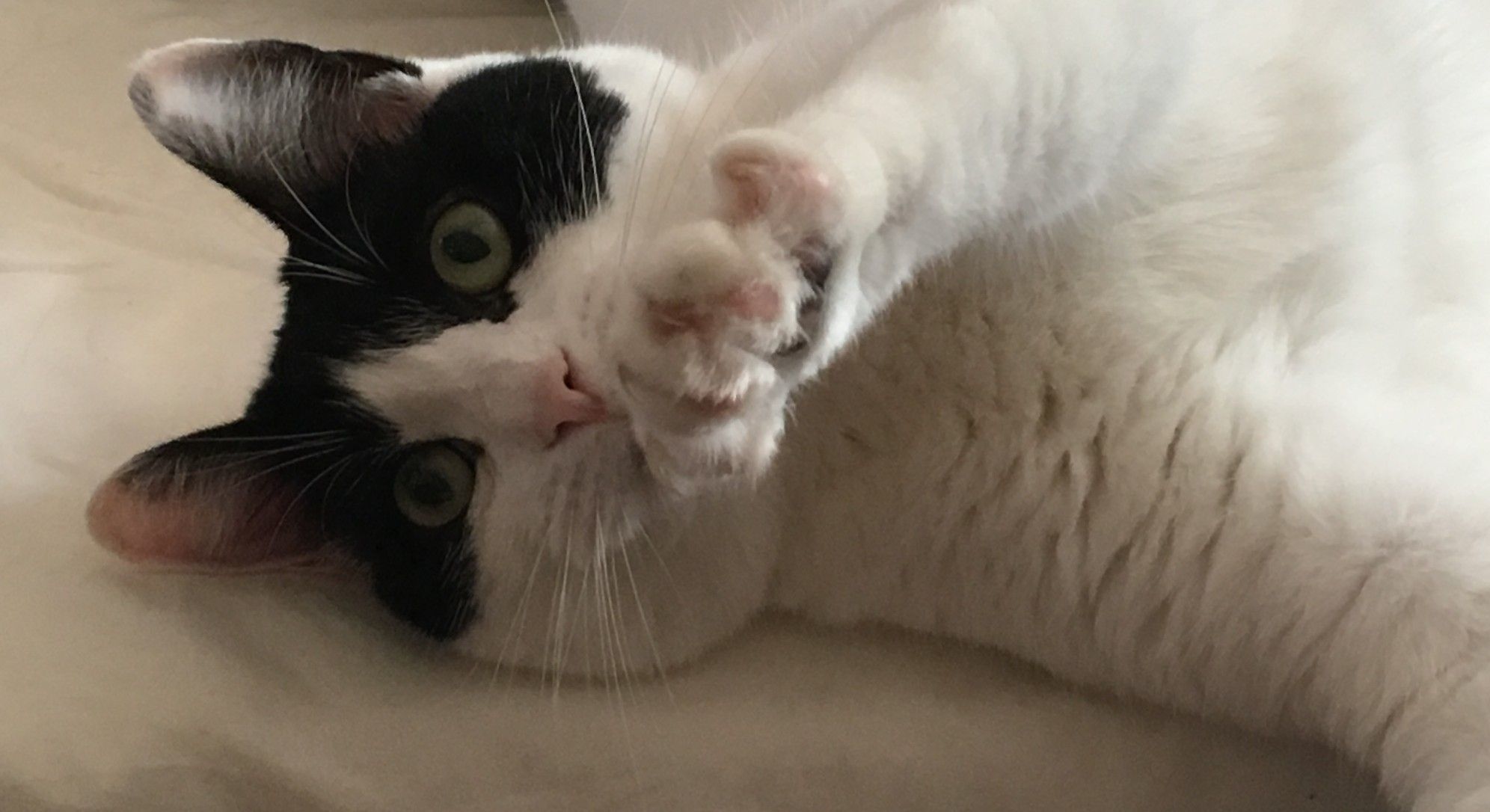 Cookie