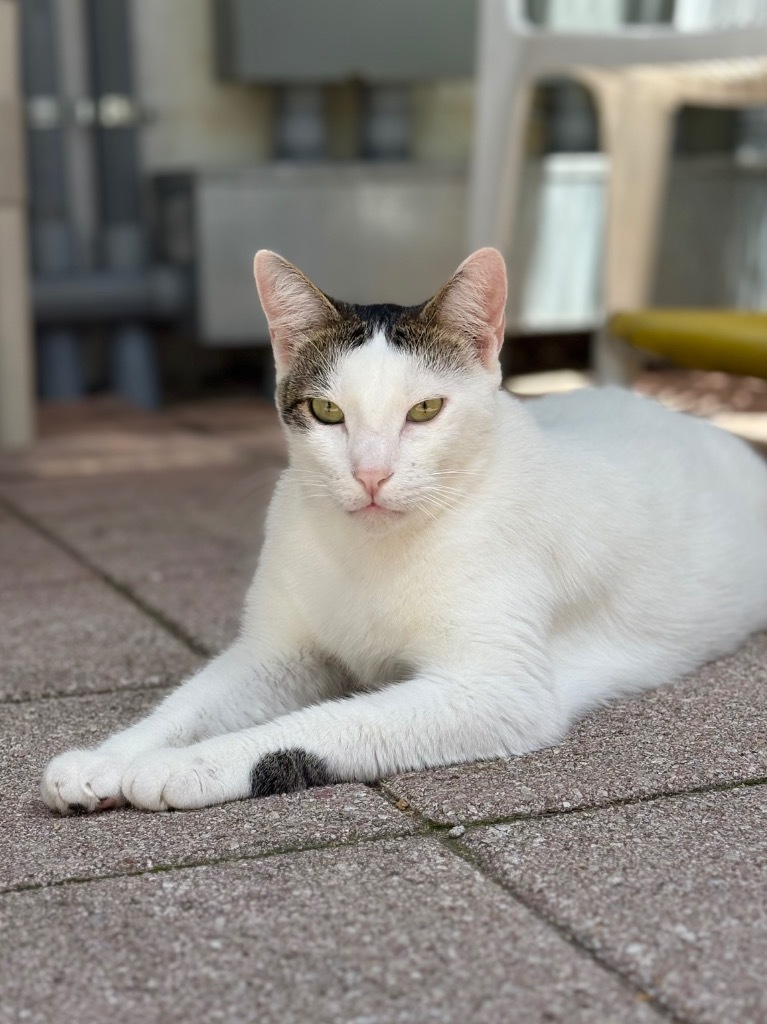 Scampi