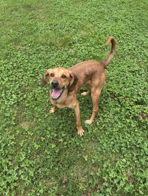 Copper, Adult Male Hound