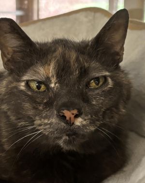 Jeanie, Adult Female Domestic Short Hair