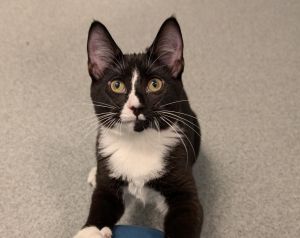 Meyers, Young Male Domestic Short Hair