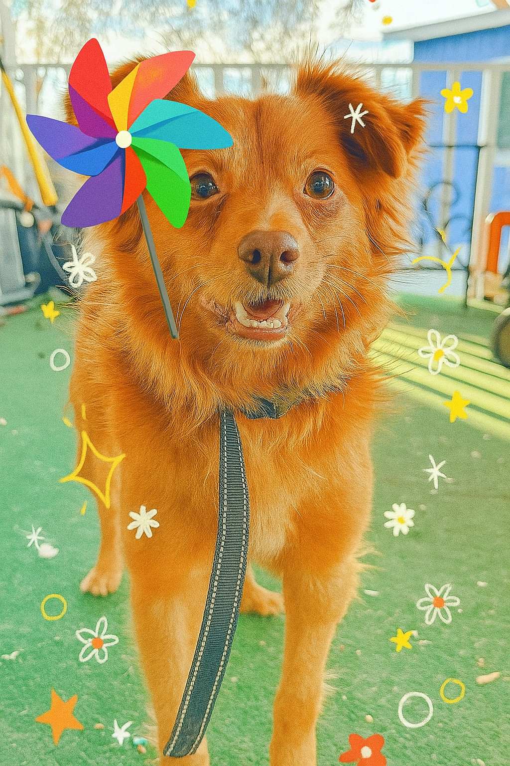 Winston, an adoptable Nova Scotia Duck Tolling Retriever in Midway, UT, 84049 | Photo Image 2