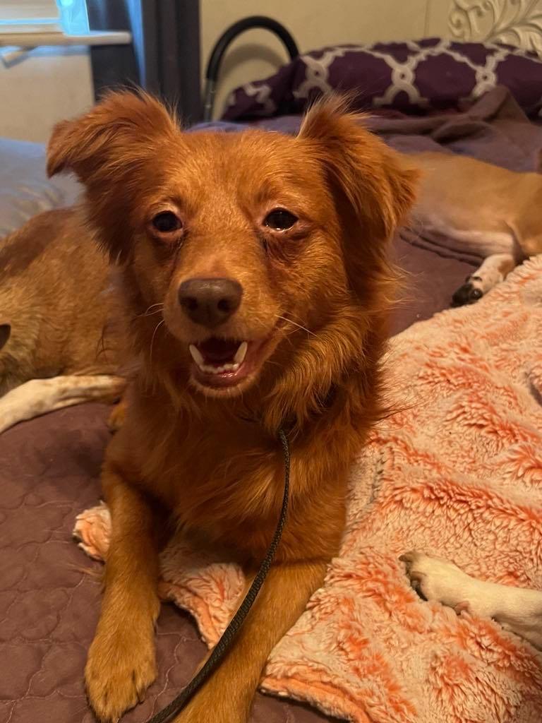 Winston, an adoptable Nova Scotia Duck Tolling Retriever in Midway, UT, 84049 | Photo Image 3