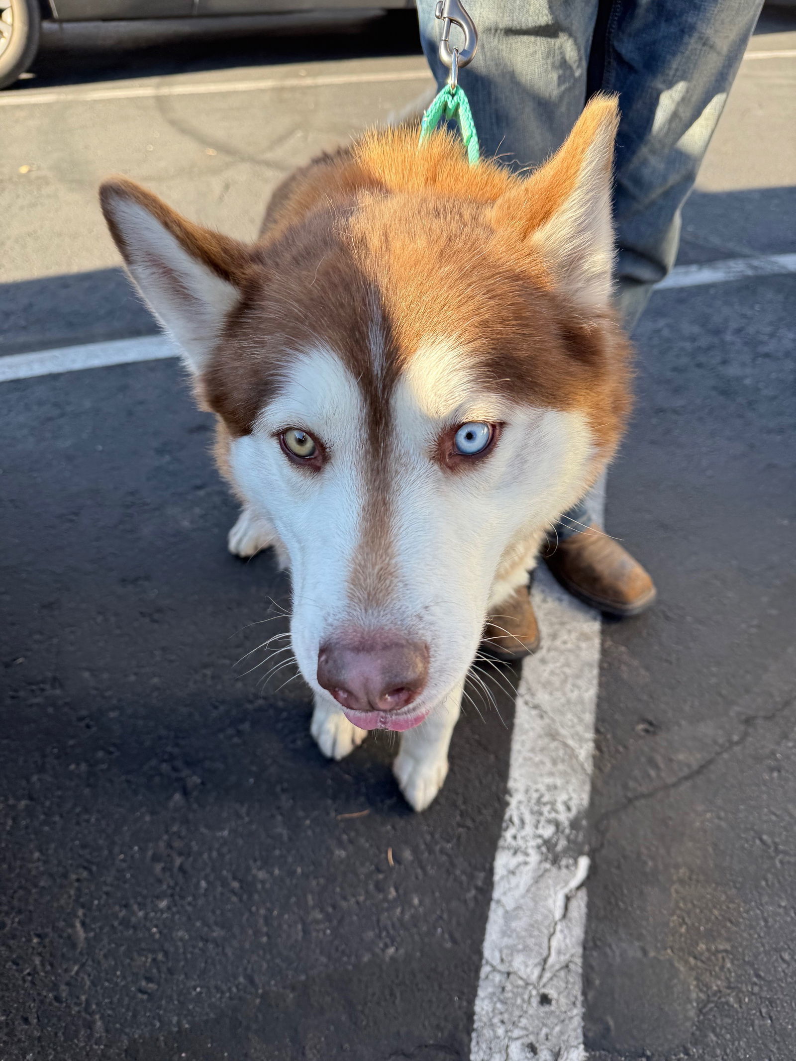 Doug, an adoptable Siberian Husky in Cedar Crest, NM, 87008 | Photo Image 1