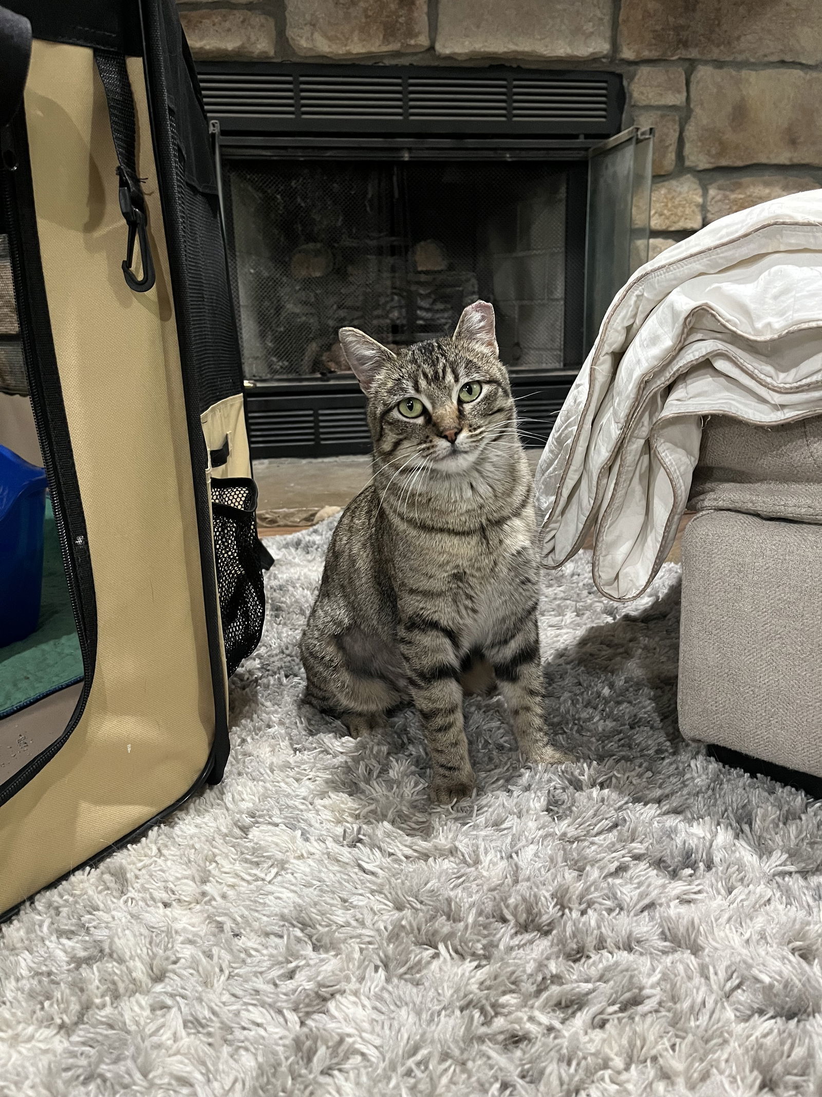 Monica Gallagher, an adoptable Domestic Short Hair in Aurora, CO, 80012 | Photo Image 1
