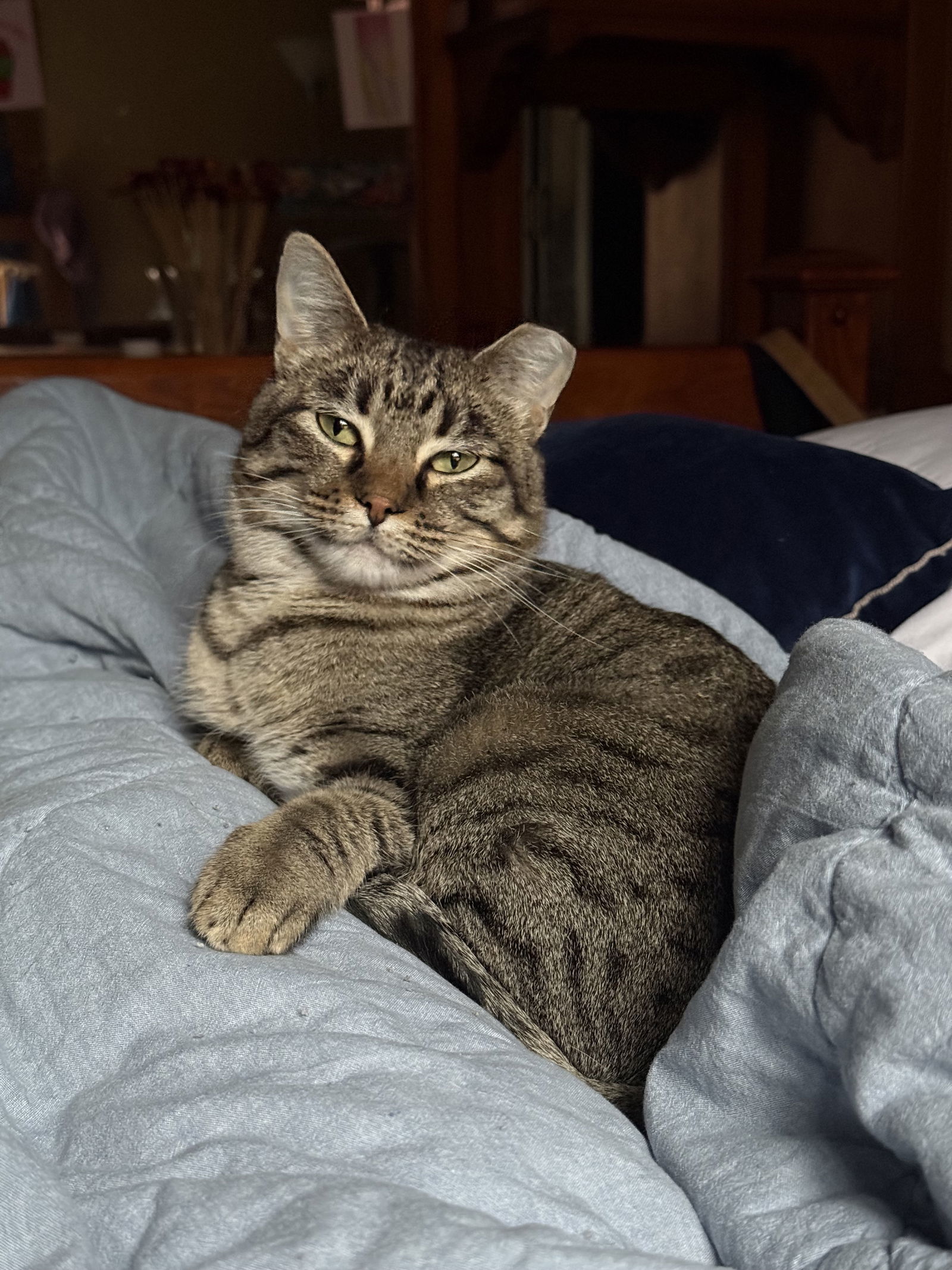 Monica Gallagher, an adoptable Domestic Short Hair in Aurora, CO, 80012 | Photo Image 1