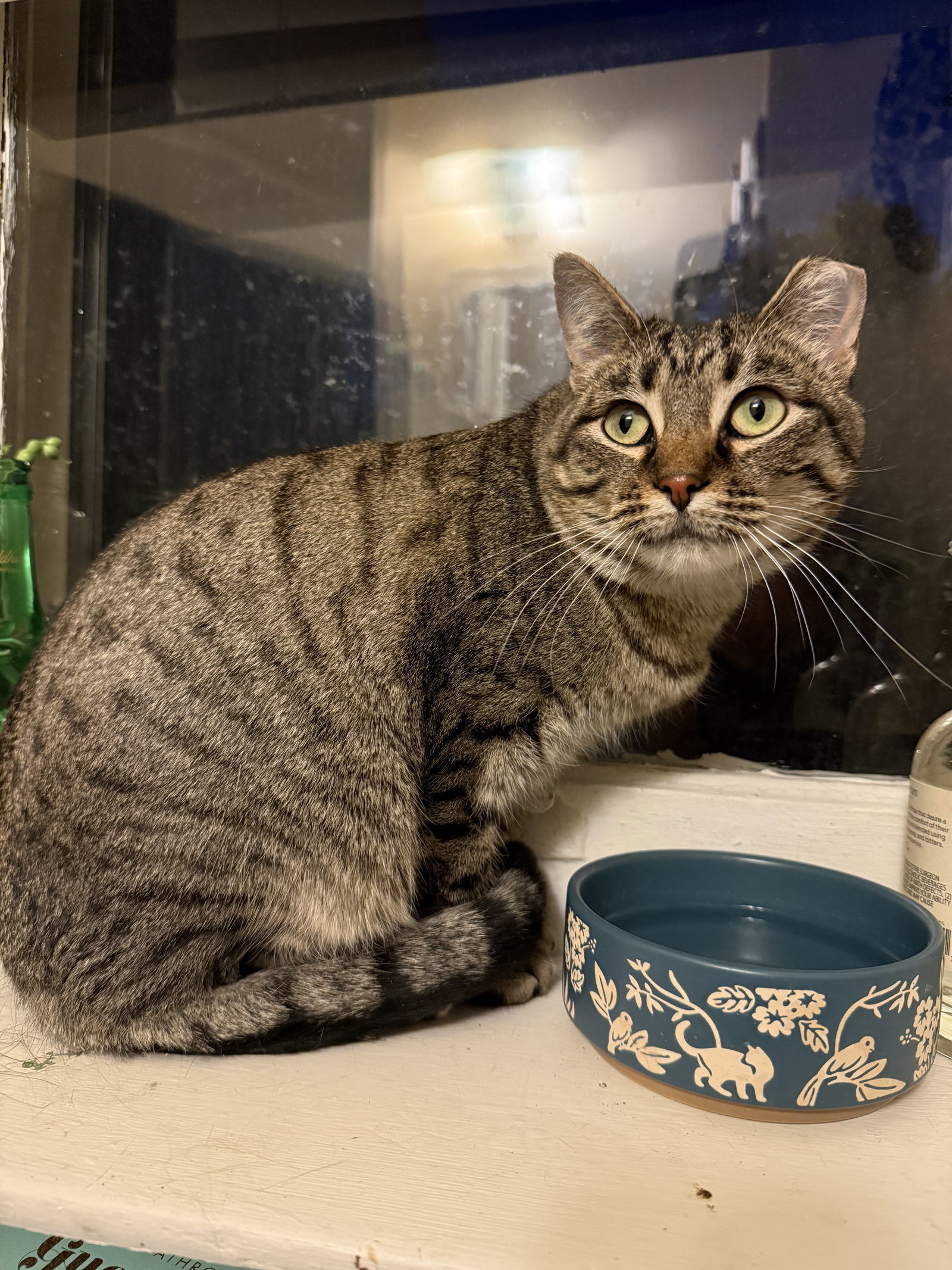 Monica Gallagher, an adoptable Domestic Short Hair in Aurora, CO, 80012 | Photo Image 2