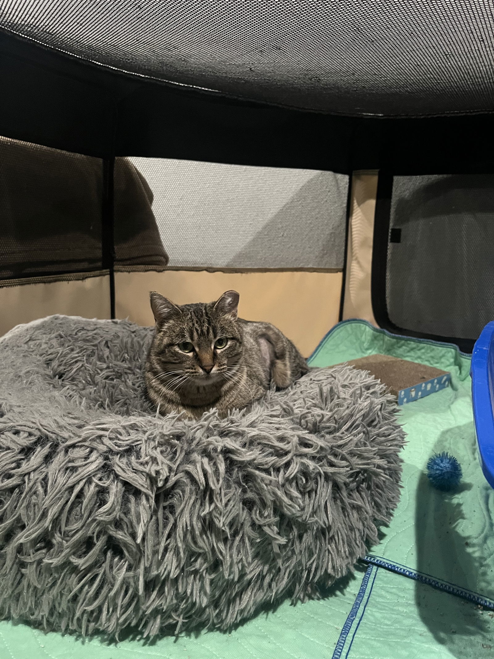 Monica Gallagher, an adoptable Domestic Short Hair in Aurora, CO, 80012 | Photo Image 3