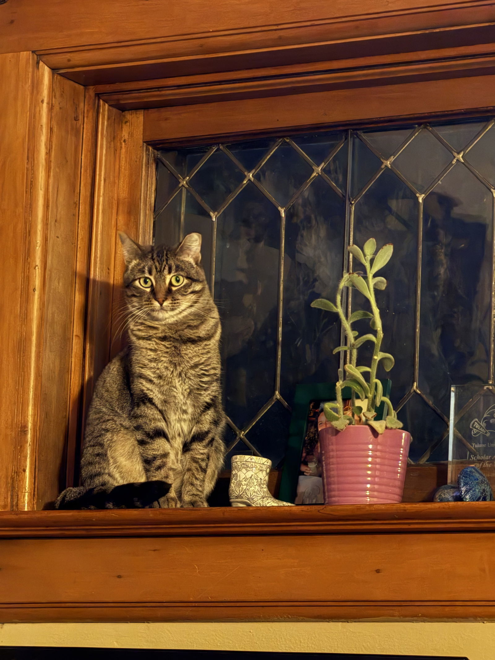 Monica Gallagher, an adoptable Domestic Short Hair in Aurora, CO, 80012 | Photo Image 3