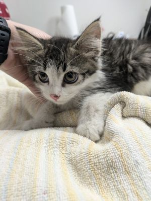 Puk / Tybalt, Young Male Domestic Long Hair