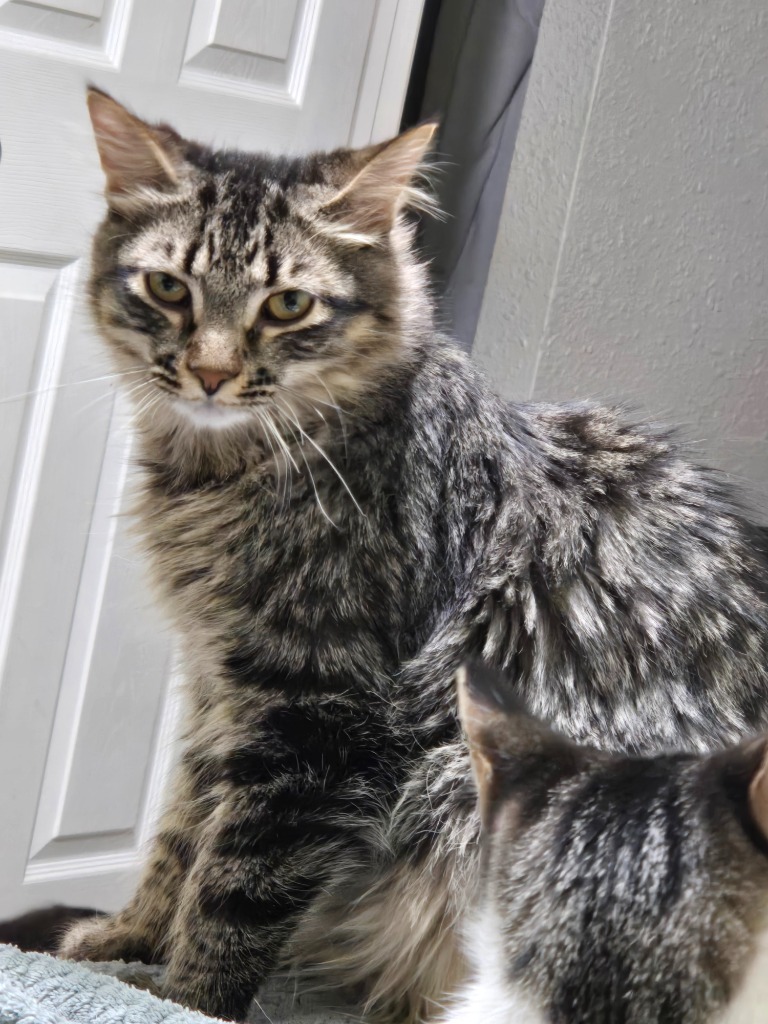 Puk / Tybalt