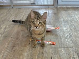 Janelle, Young Female Domestic Short Hair