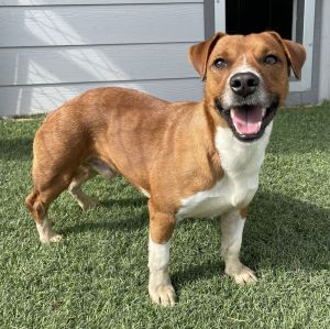 Mr. Red, Young Male Beagle