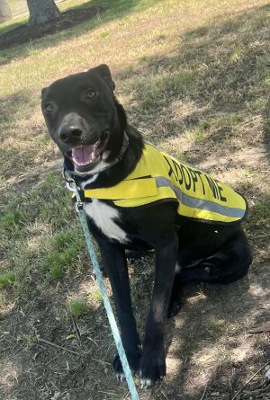 Hero, Young Male Black Labrador Retriever