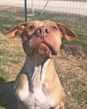 Lulu, Senior Female Mixed Breed