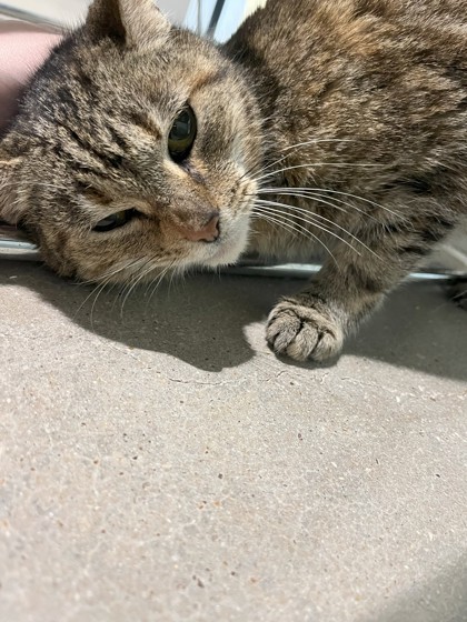 Angel, an adoptable Domestic Short Hair in Leander, TX, 78641 | Photo Image 1