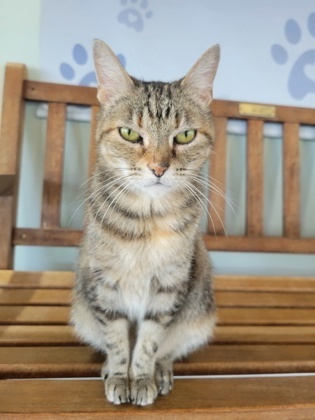 Angel, an adoptable Domestic Short Hair in Leander, TX, 78641 | Photo Image 1