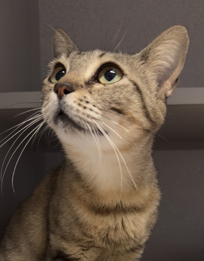 Lucille, an adoptable Domestic Short Hair in Leander, TX, 78641 | Photo Image 1